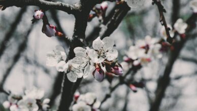 découvrez le système de bonus-malus, un mécanisme essentiel dans le domaine des assurances auto. apprenez comment il affecte vos primes d'assurance en fonction de votre historique de conduite et comment vous pouvez optimiser vos réductions.